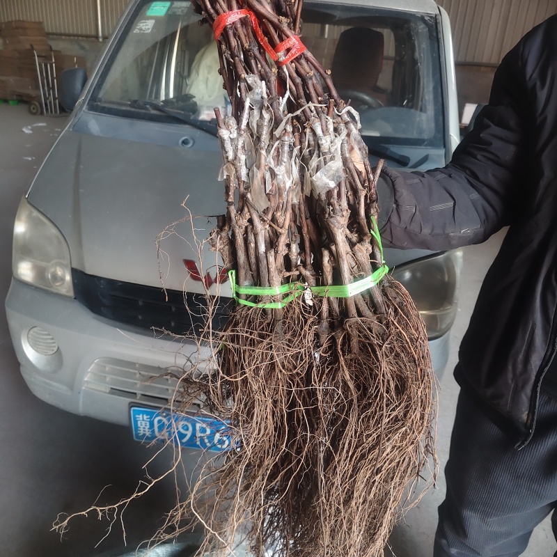 棉花糖葡萄苗，口感如棉花糖，自然无核，抗病高产