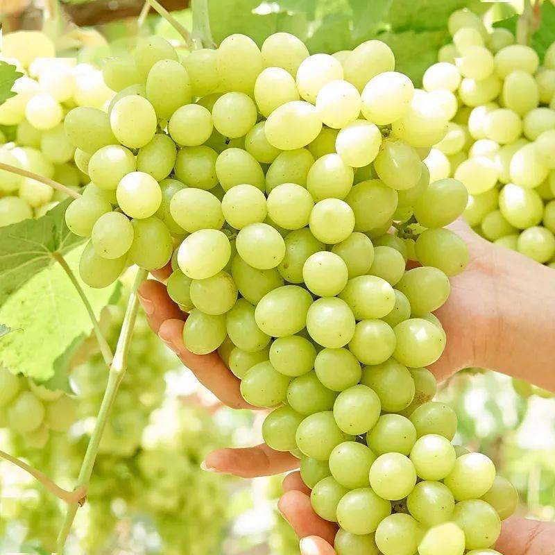 棉花糖葡萄苗，口感如棉花糖，自然无核，抗病高产