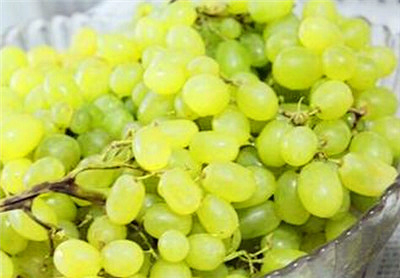 棉花糖葡萄苗，口感如棉花糖，自然无核，抗病高产