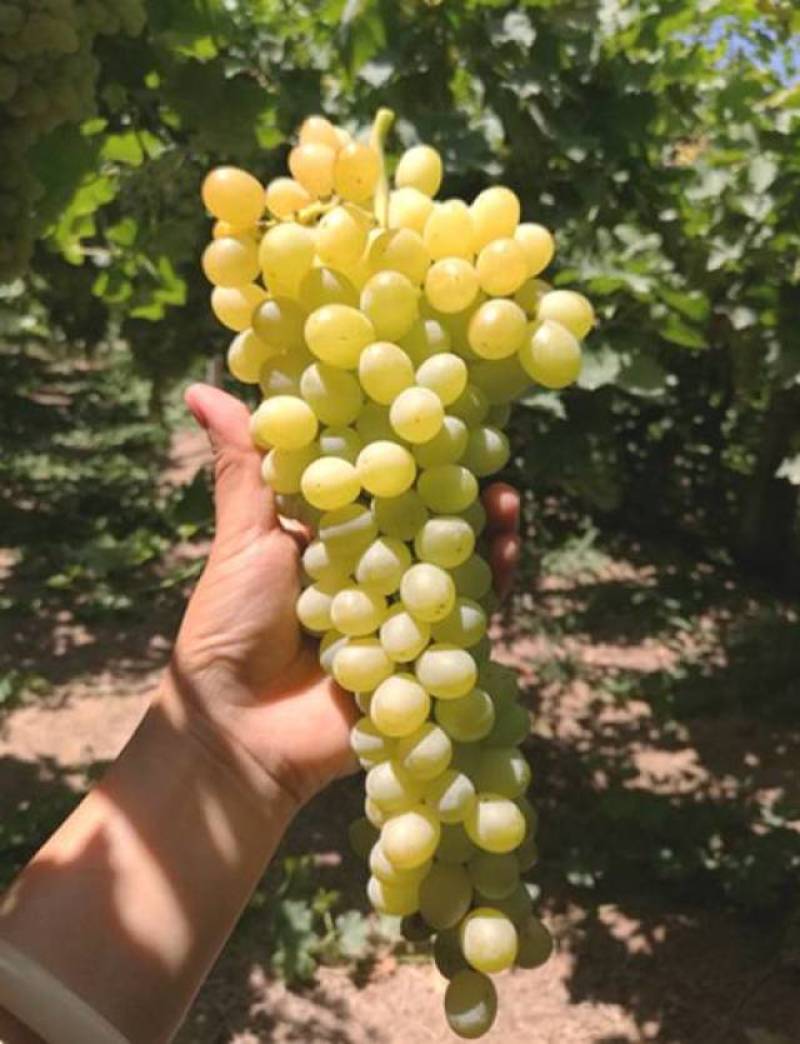 棉花糖葡萄苗，口感如棉花糖，自然无核，抗病高产