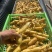 野生黄精鲜货，干货，九制成品量大从优对接全国
