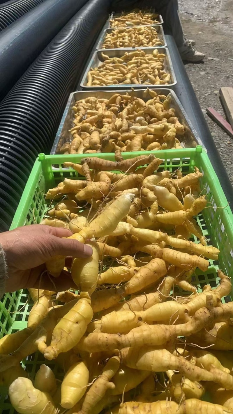 野生黄精鲜货，干货，九制成品量大从优对接全国