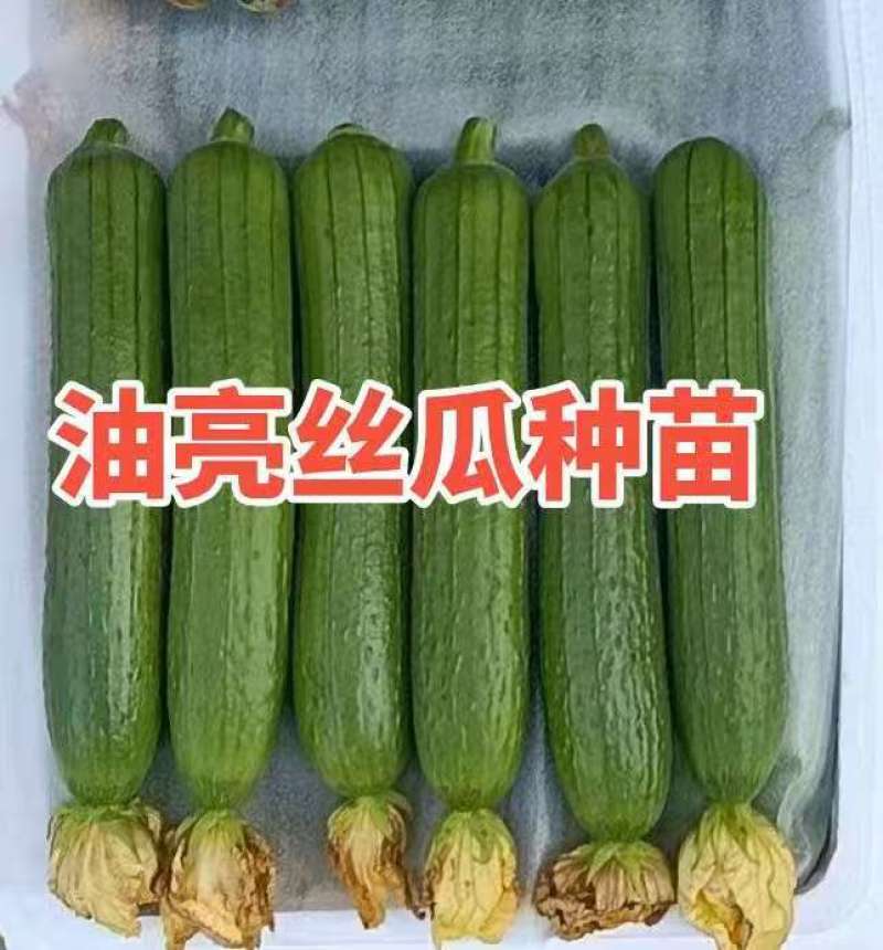 油亮丝瓜苗香丝瓜苗口感好产量高易管理