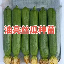 油亮丝瓜苗香丝瓜苗口感好产量高易管理