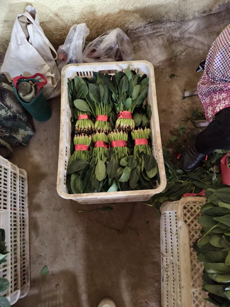 菠菜基地直发一手货源量大从优价格实惠欢迎来电