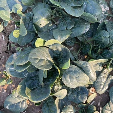 周口笨菠菜趴地菠菜货源充足无斑点无虫眼叶厚颜色正