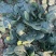 周口笨菠菜趴地菠菜货源充足无斑点无虫眼叶厚颜色正