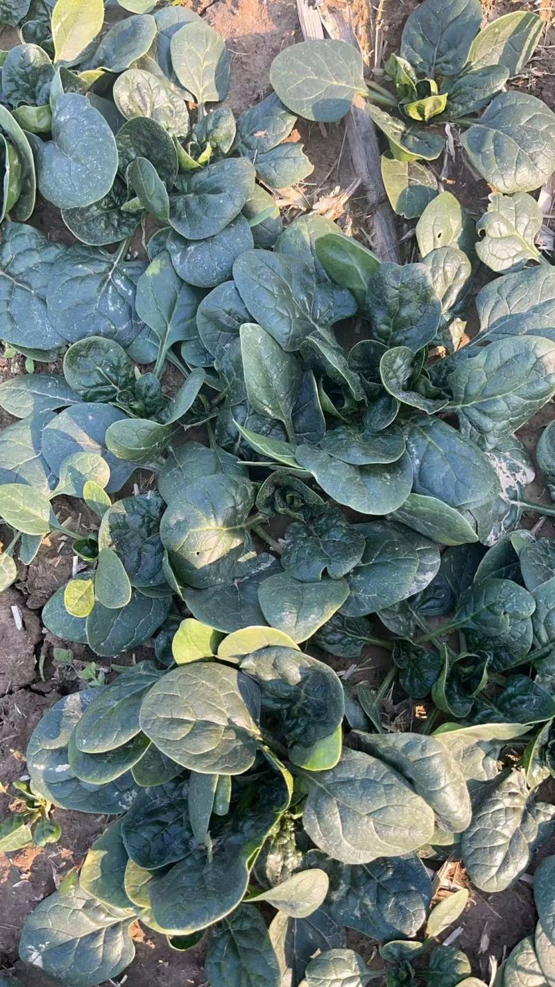 周口笨菠菜趴地菠菜货源充足无斑点无虫眼叶厚颜色正