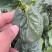 周口笨菠菜趴地菠菜货源充足无斑点无虫眼叶厚颜色正