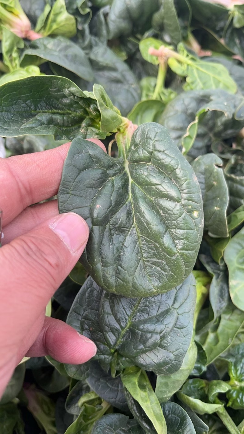 周口笨菠菜趴地菠菜货源充足无斑点无虫眼叶厚颜色正