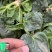 周口笨菠菜趴地菠菜货源充足无斑点无虫眼叶厚颜色正