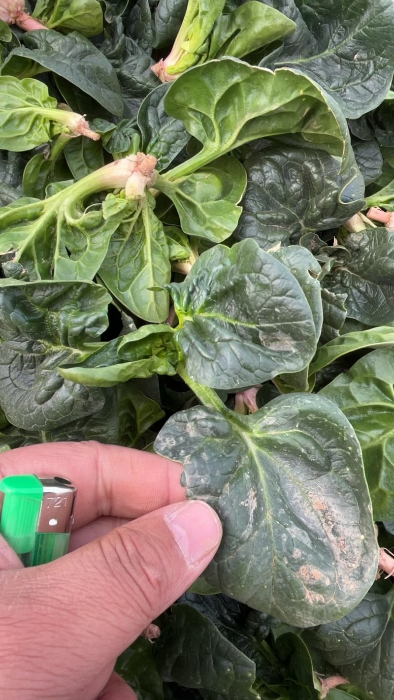 周口笨菠菜趴地菠菜货源充足无斑点无虫眼叶厚颜色正