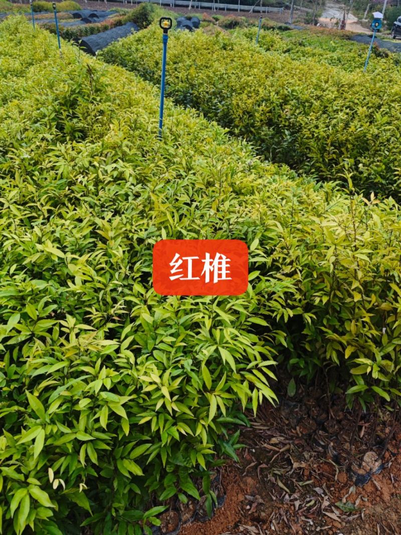 红椎树苗，造林专用品种，大小规格齐全，物美价优