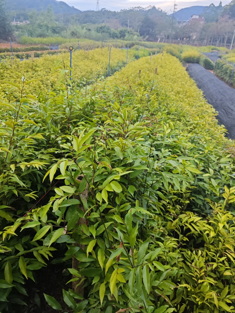 红椎树苗，造林专用品种，大小规格齐全，物美价优