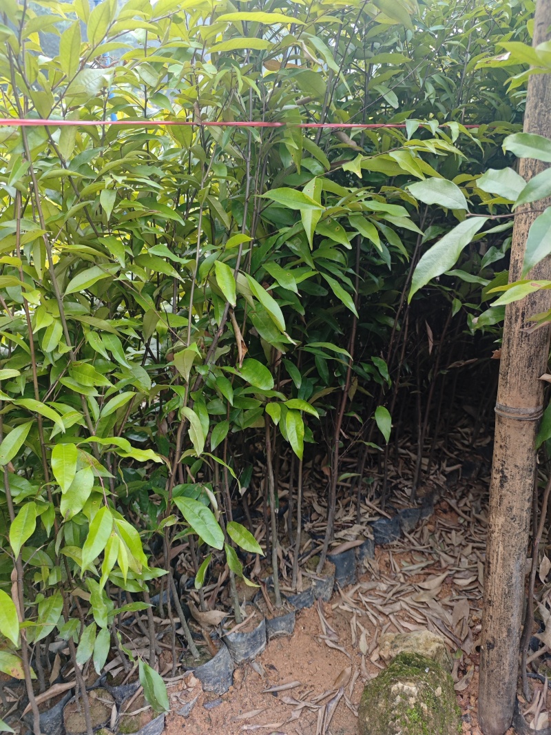 红椎树苗，造林专用品种，大小规格齐全，物美价优