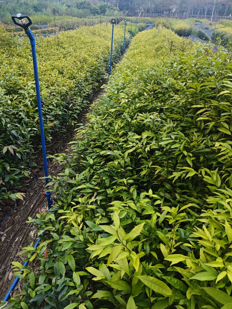 红椎树苗，造林专用品种，大小规格齐全，物美价优