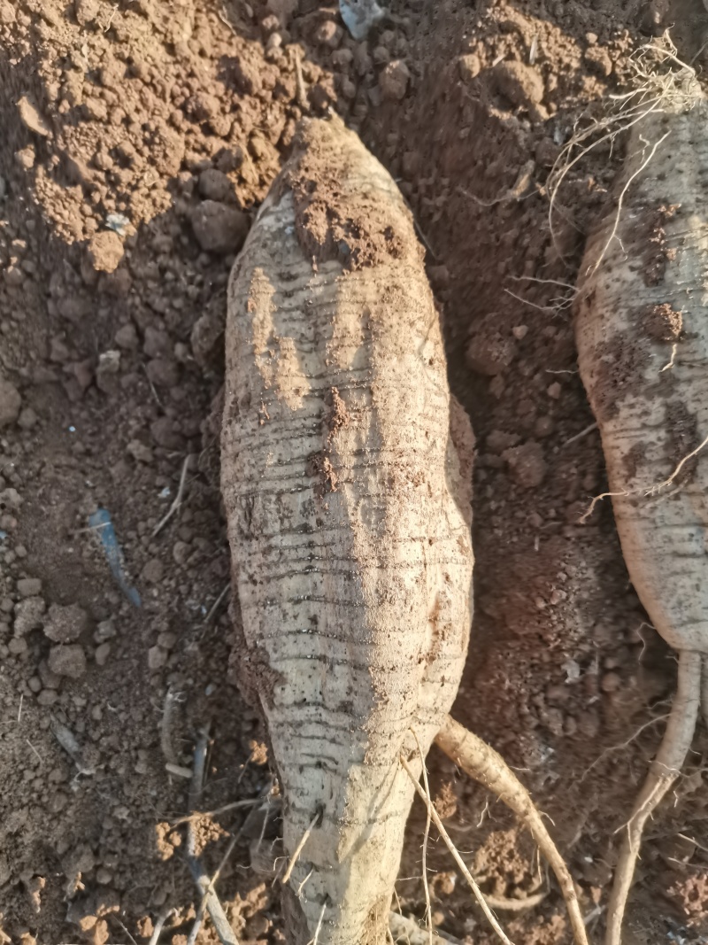 葛根九江黄土质新土地种植精品发货新鲜出土质量好