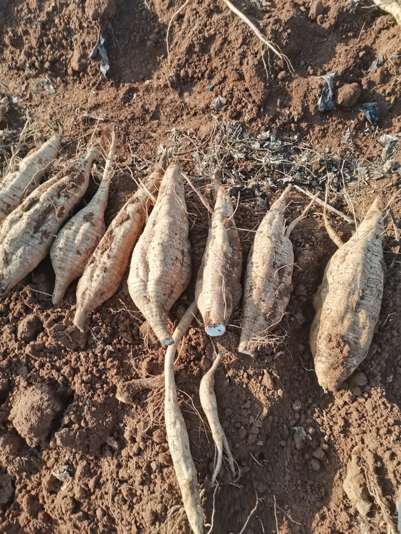葛根九江黄土质新土地种植精品发货新鲜出土质量好