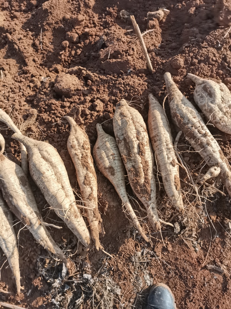 葛根九江黄土质新土地种植精品发货新鲜出土质量好