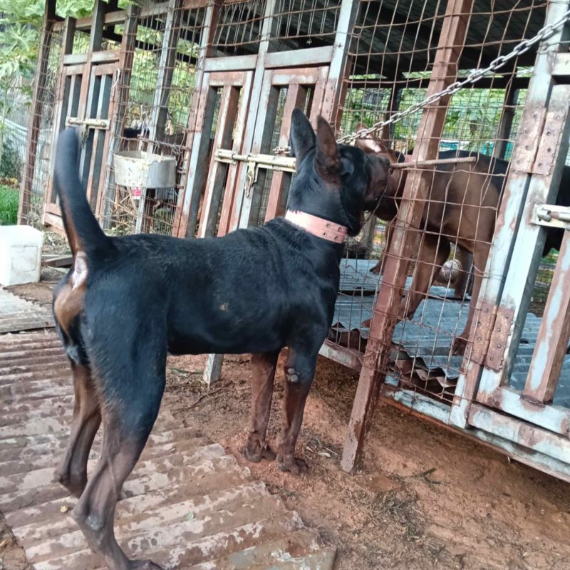 四川本地/苏联红犬/品种好/可视频看/有意者联系