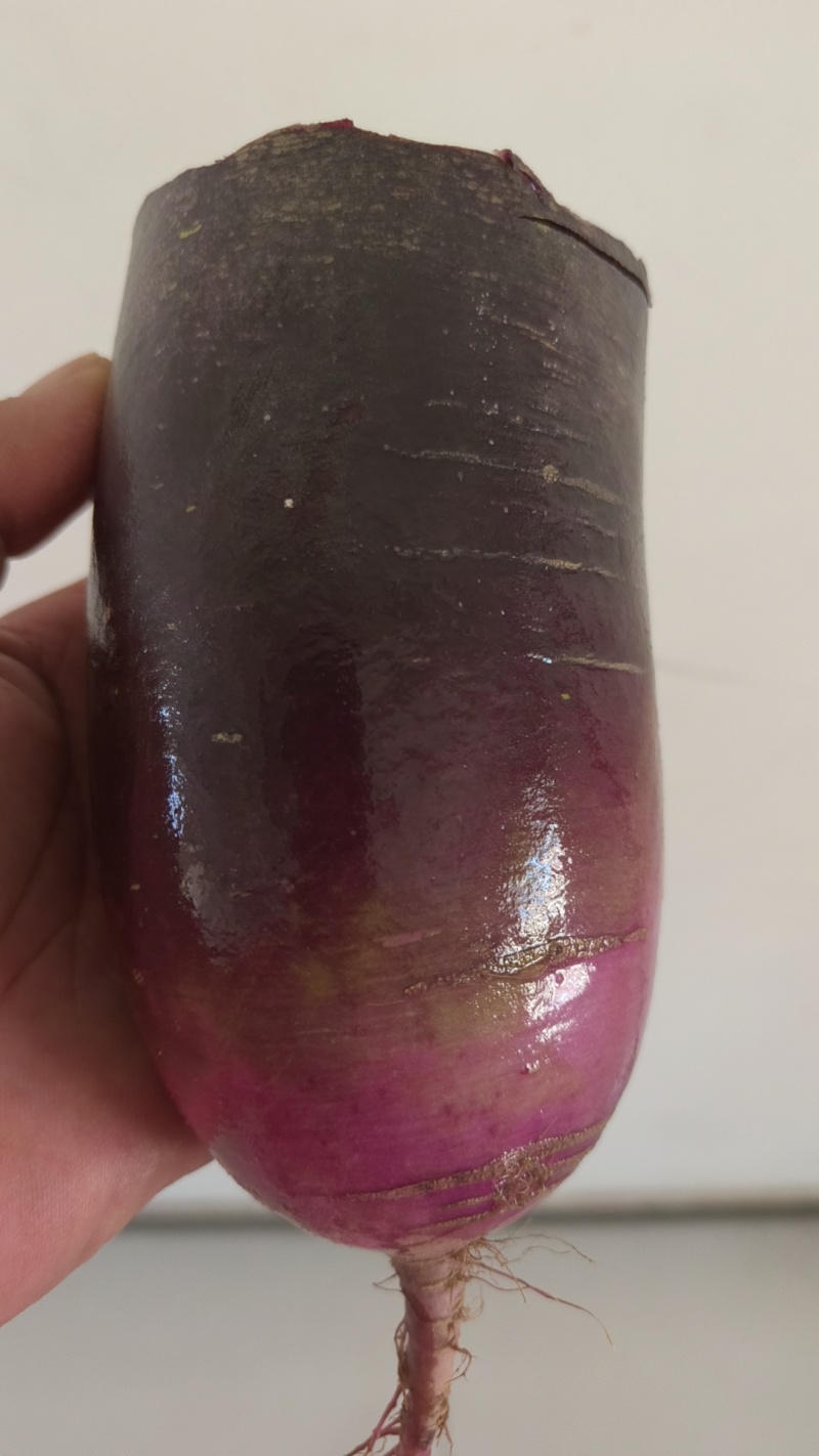 天津沙窝水果萝卜冰激凌萝卜