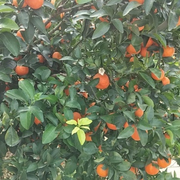 桂林沙糖桔