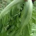 青菜