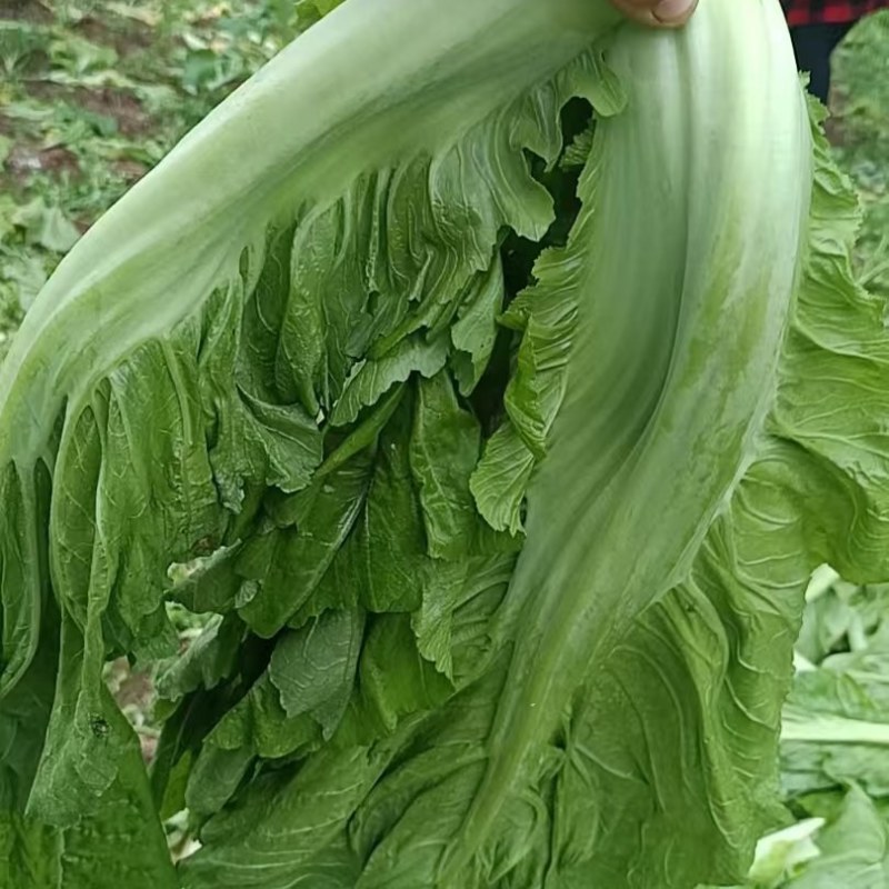 青菜