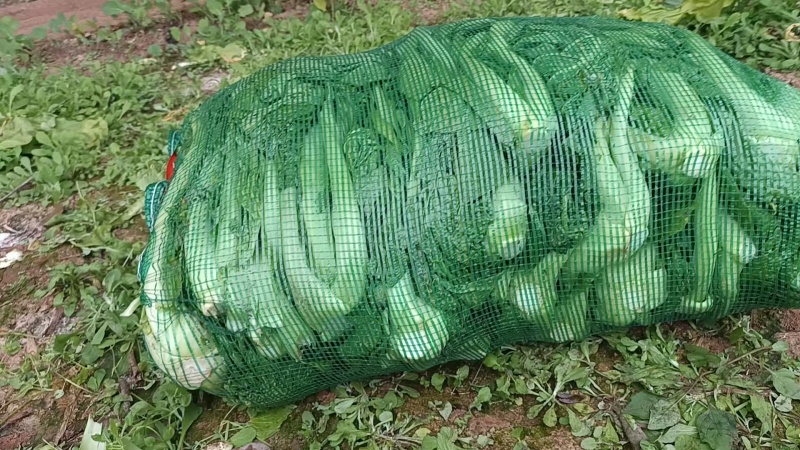 青菜