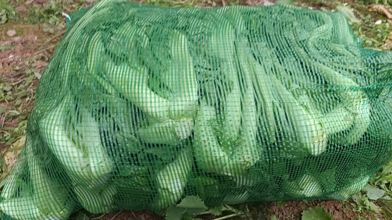 青菜