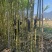 精品黄皮甘蔗基地一手货源对接电商市场商超可视频