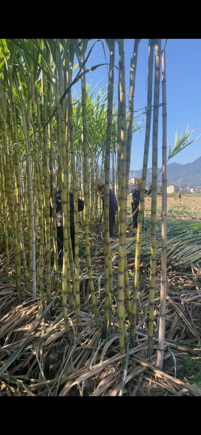 精品黄皮甘蔗基地一手货源对接电商市场商超可视频