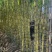 精品黄皮甘蔗基地一手货源对接电商市场商超可视频