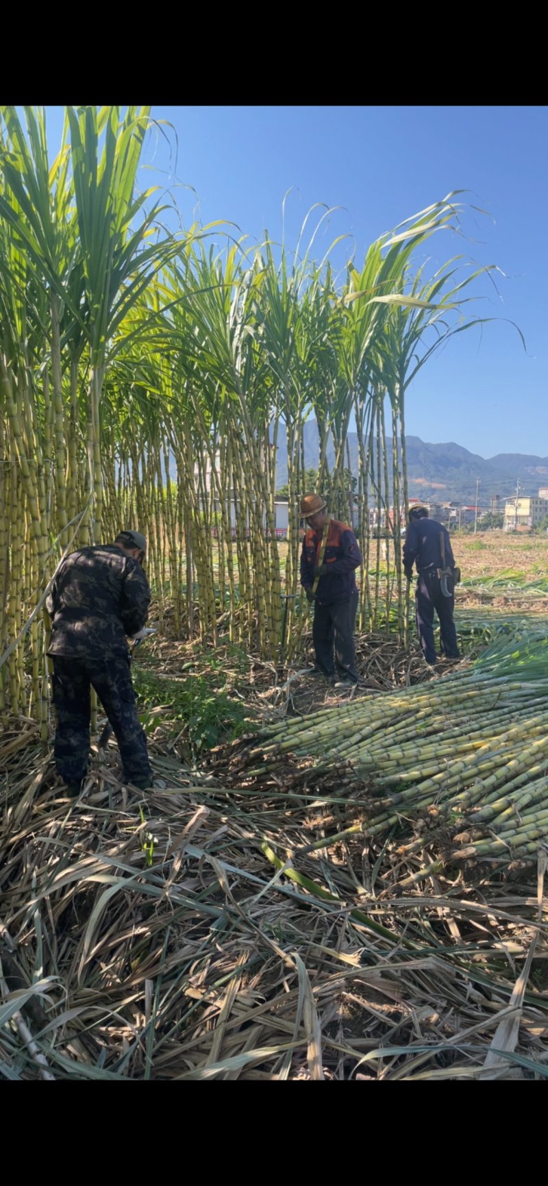 精品黄皮甘蔗基地一手货源对接电商市场商超可视频
