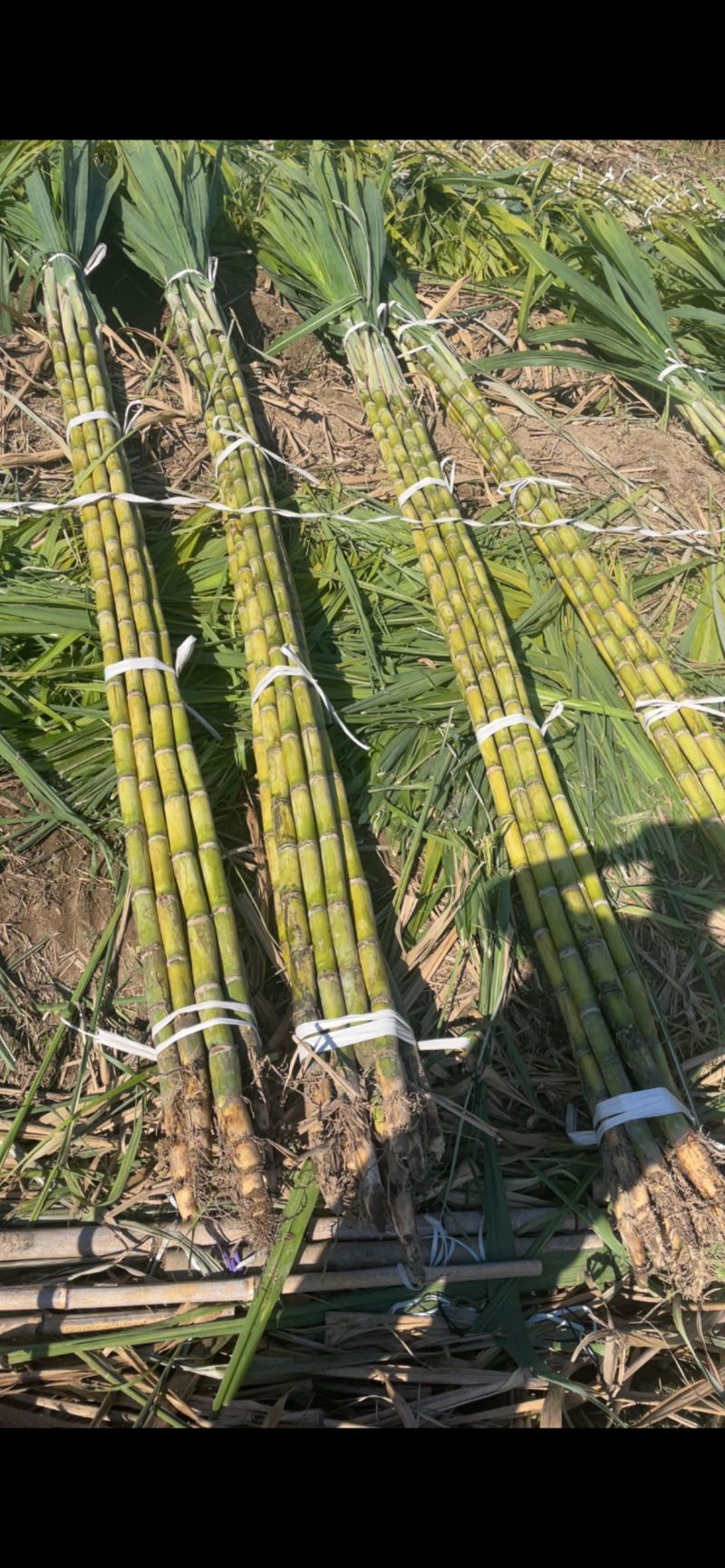 精品黄皮甘蔗基地一手货源对接电商市场商超可视频