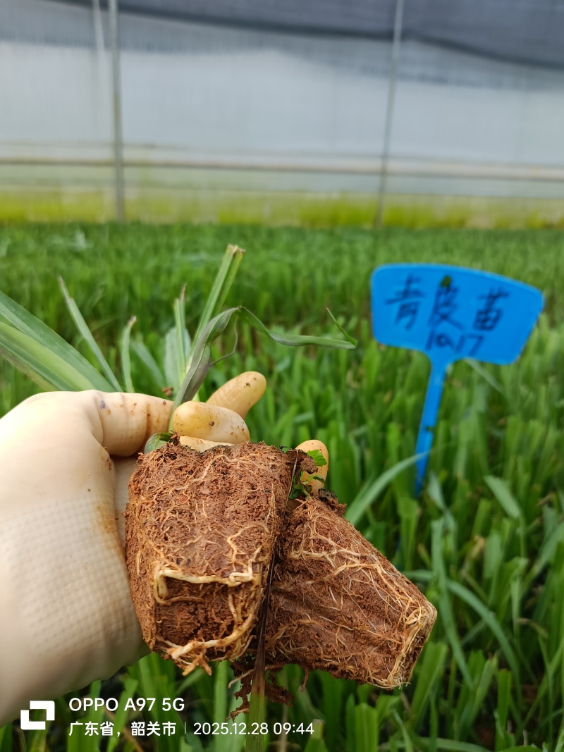 脱毒甘蔗杯苗
