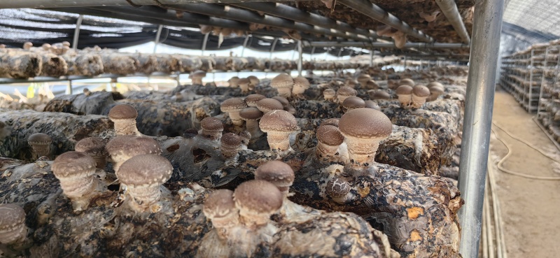 干香菇品质优种植大量干货基地直供欢迎对接