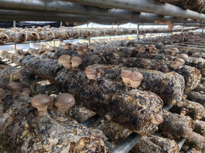 干香菇品质优种植大量干货基地直供欢迎对接