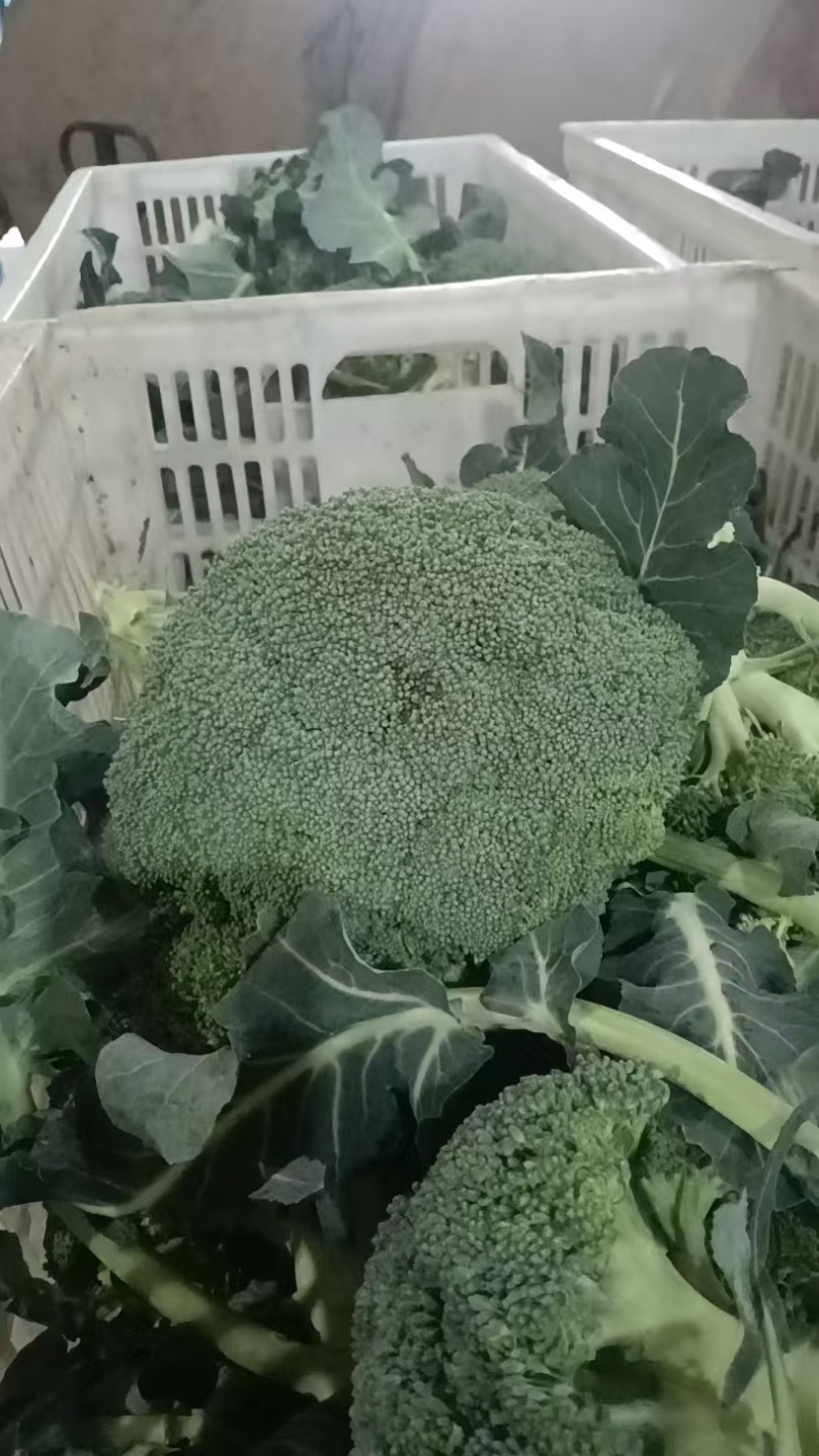 浙江台州耐寒西兰花/厂家直发/当天采摘/当天发车