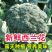 西兰花产地看货论价保质保量欢迎订购量大从优