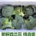 西兰花产地看货论价保质保量欢迎订购量大从优