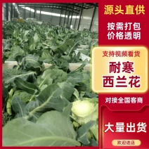 浙江台州耐寒西兰花/厂家直发/当天采摘/当天发车