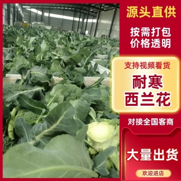 浙江台州耐寒西兰花/厂家直发/当天采摘/当天发车
