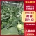 浙江台州耐寒西兰花/厂家直发/当天采摘/当天发车