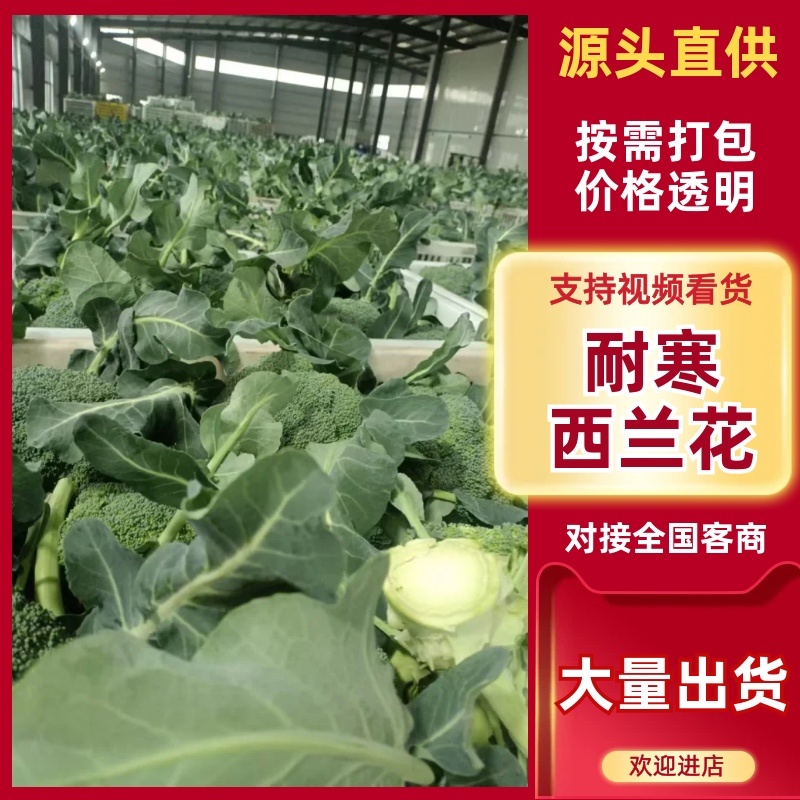 浙江台州耐寒西兰花/厂家直发/当天采摘/当天发车