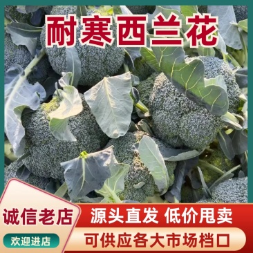 产区直发/现货/当天采摘/当天发车/