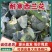 产区直发/现货/当天采摘/当天发车/