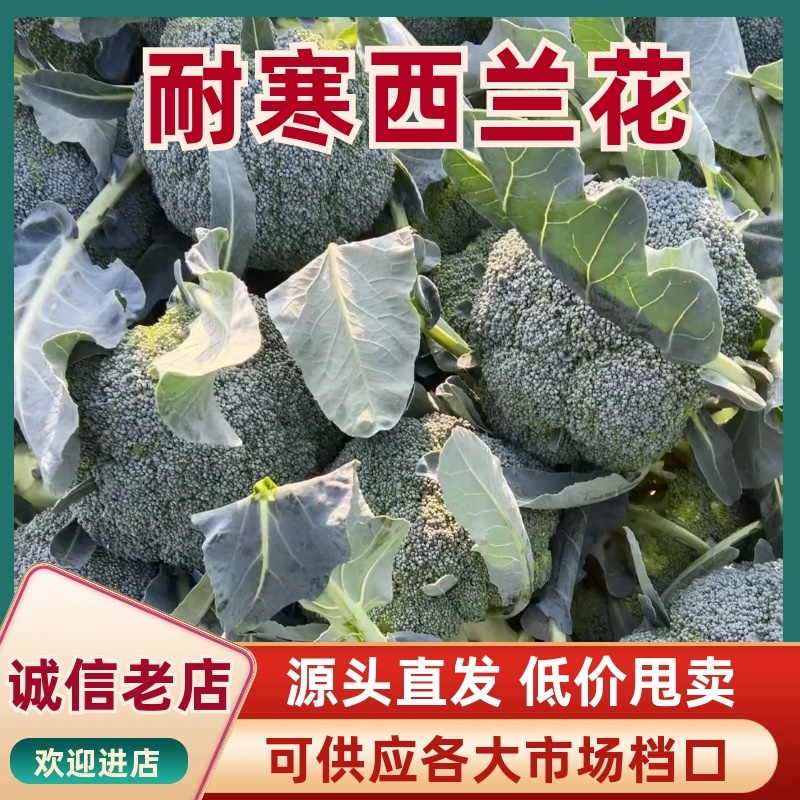 产区直发/现货/当天采摘/当天发车/