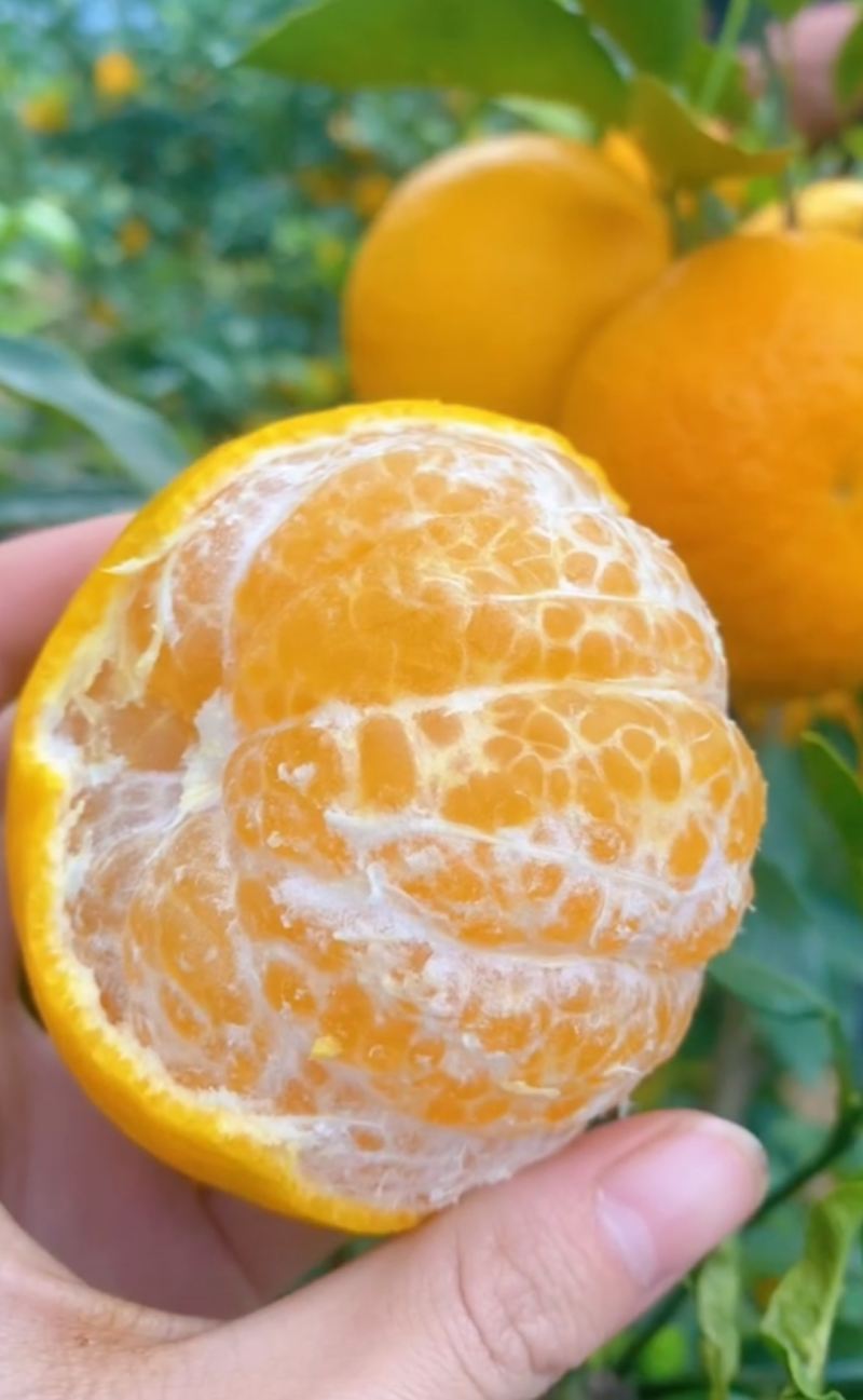 【精选】特级沃柑万亩基地现摘先发对接商超档口可视频看货