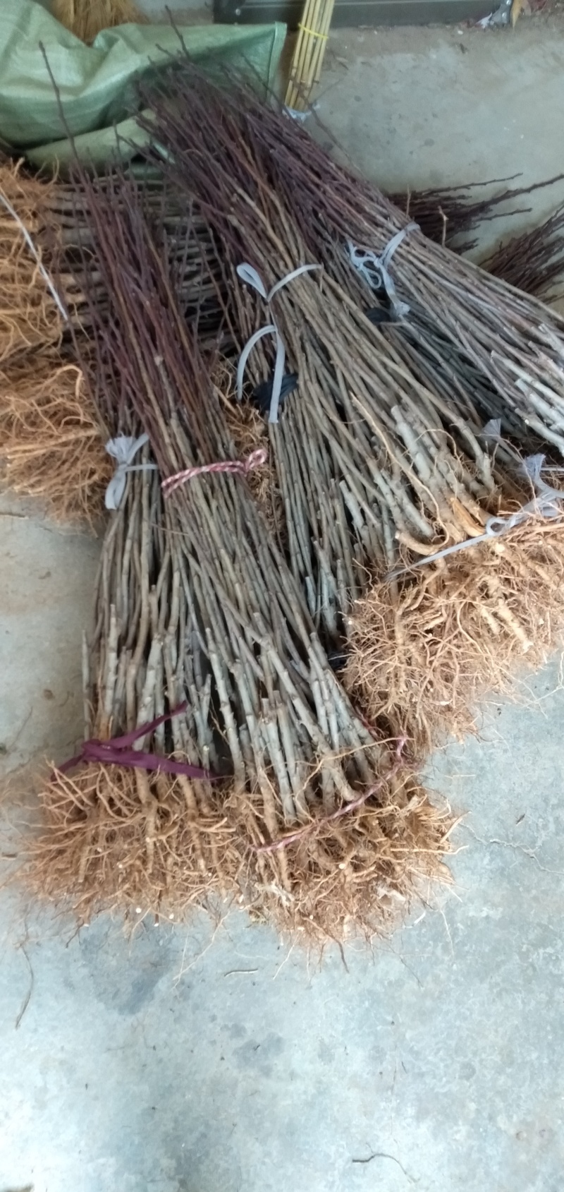基地培育塔尔玛西梅苗嫁接成品苗